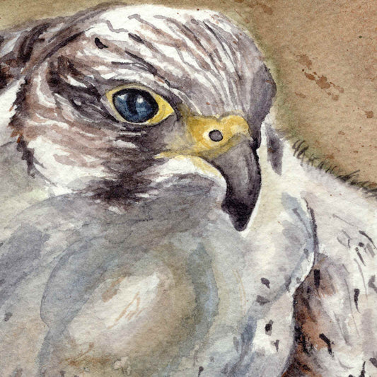 Close-up detail of the hawk's majestic head, large blue eye and beak, from the original watercolor painting Branch Dance by artist Silvana Varriale of VARsee Art.