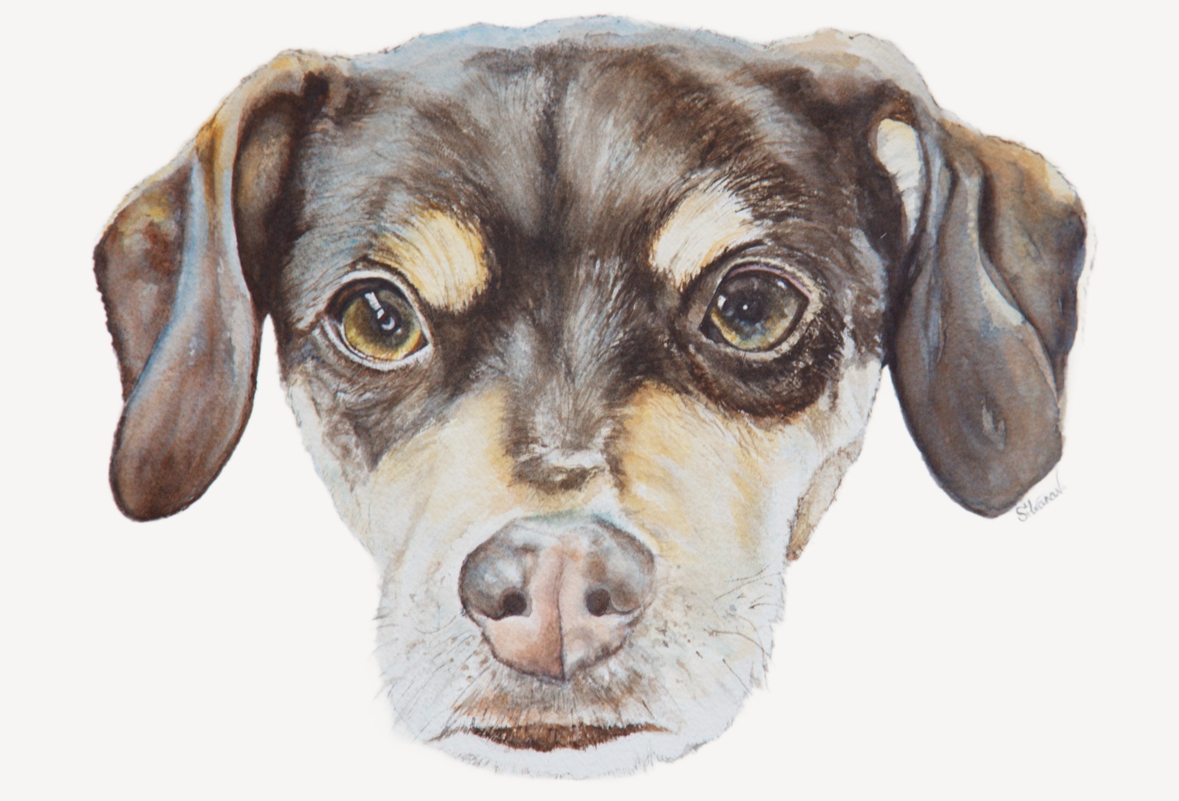 Close-up watercolor portrait of a beagle mix dog, realistic handmade pet portrait by artist Silvana Varriale of VARsee Art