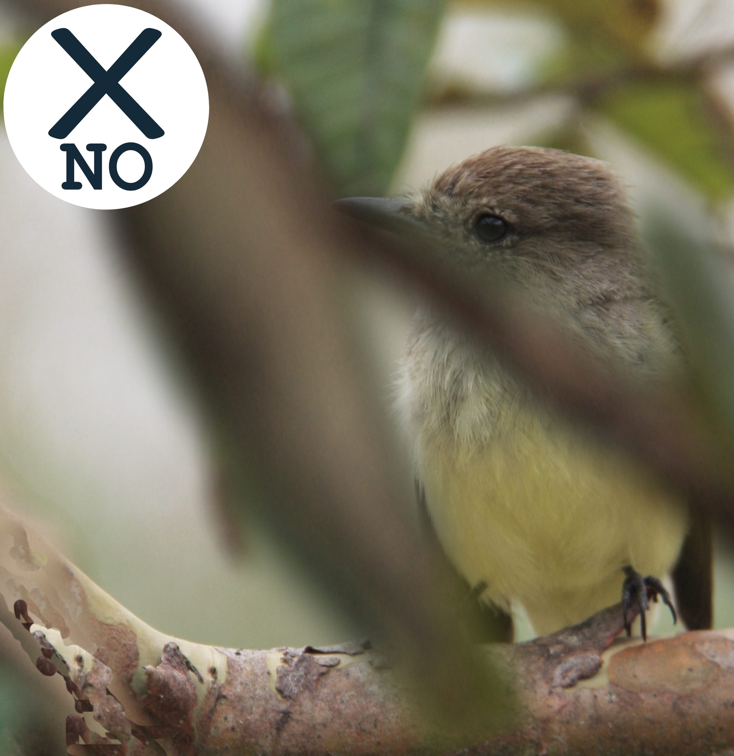 Example of obstructed view for pet portrait: bird perched on branch partially blocked by another branch.