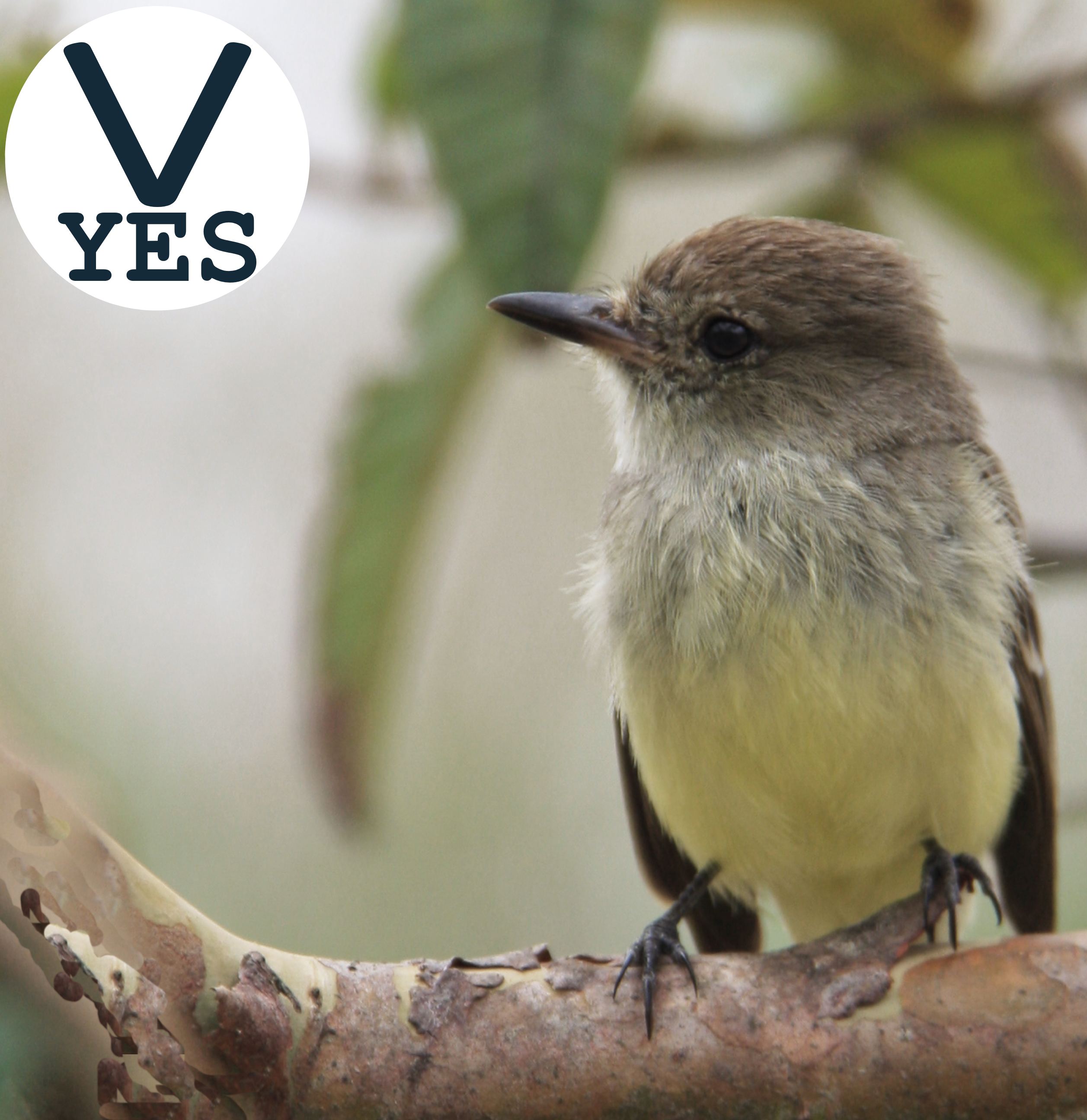 Example of unobstructed view for pet portrait: bird perched on branch fully visible with no obstructions.