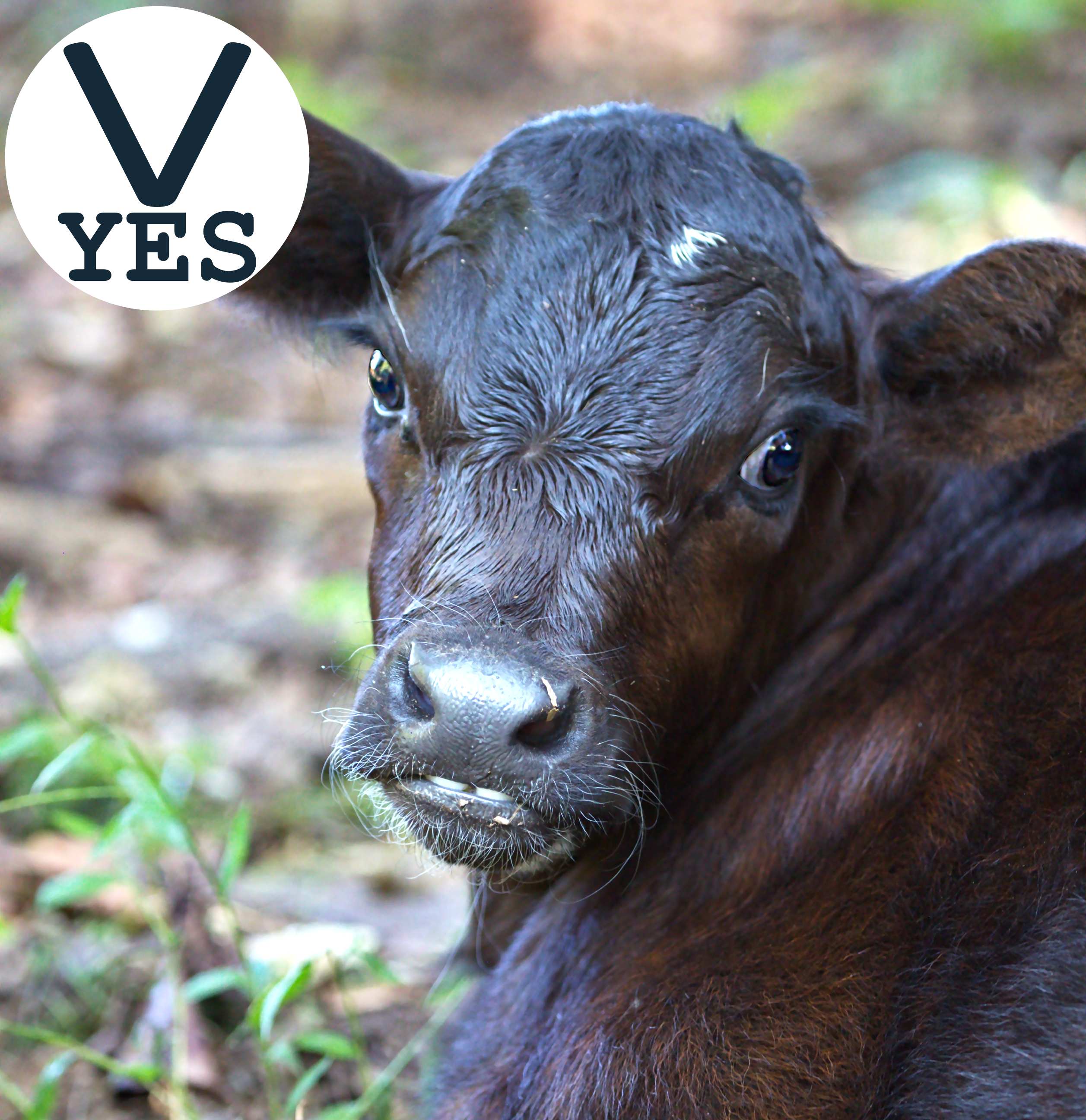 Example of good lighting for pet portrait: cow calf face well lit with clear eyes and contrast.