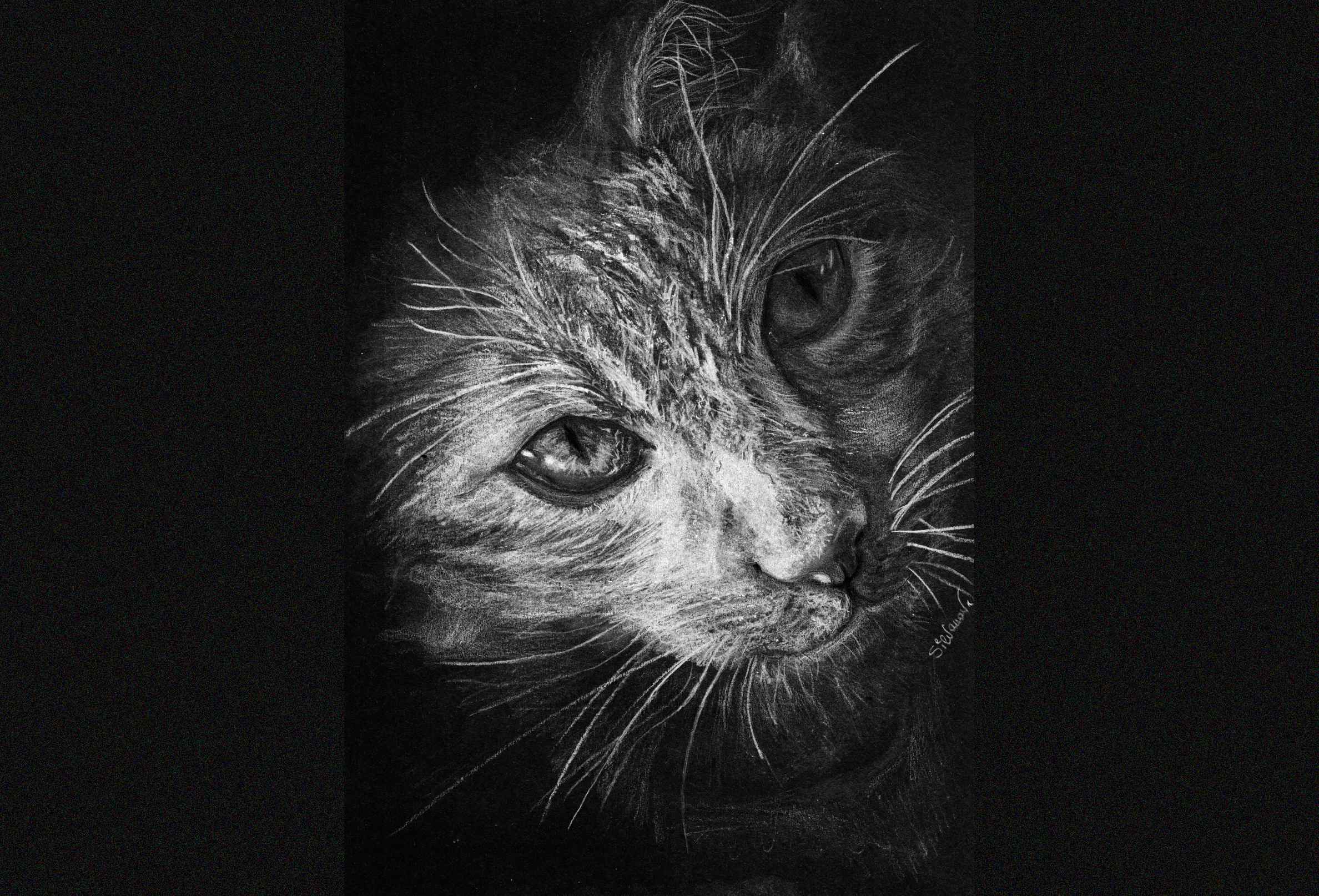 Cat head portrait in white pencil on black paper, dramatic high-contrast handmade pet portrait by artist Silvana Varriale of VARsee Art