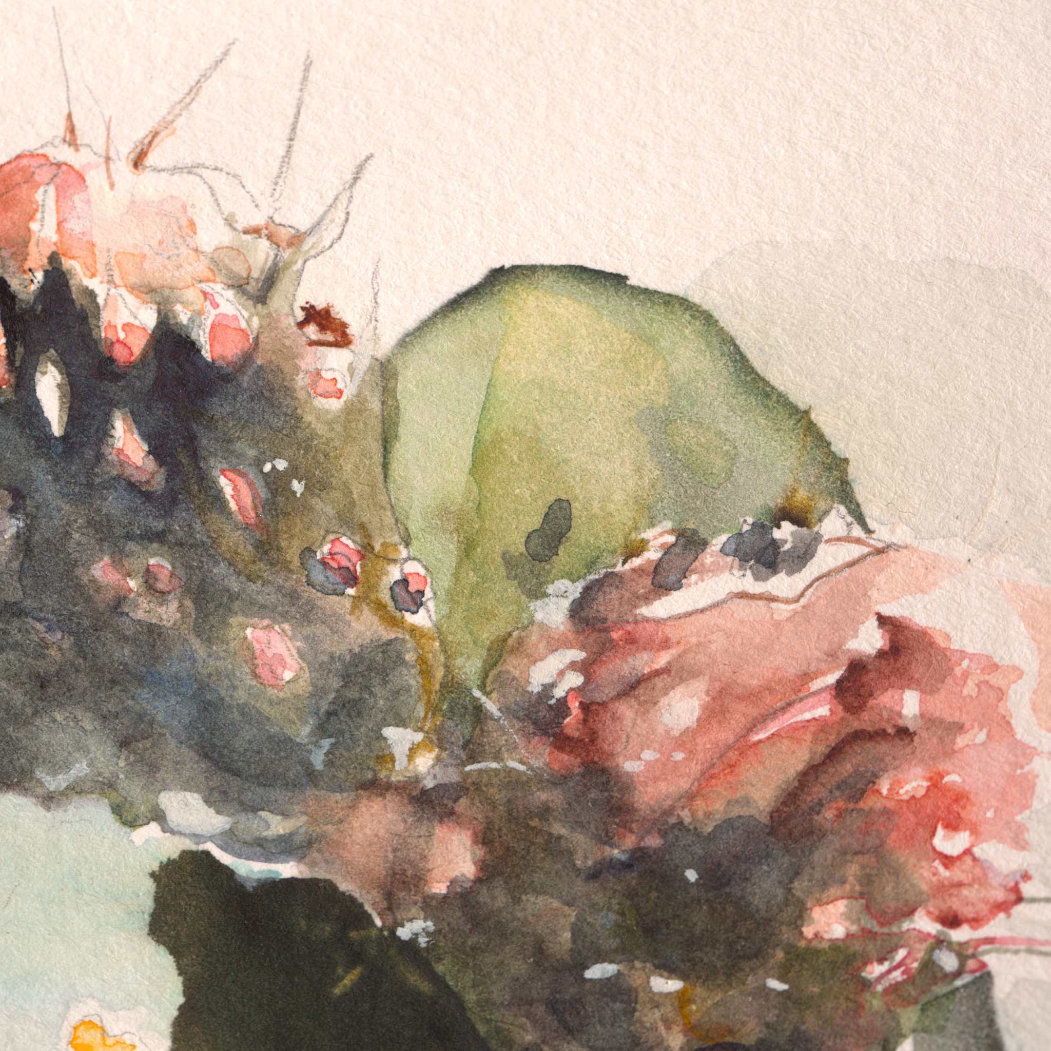 Close-up of original watercolor painting of prickly pear cactus buds with green pads and pink blooms