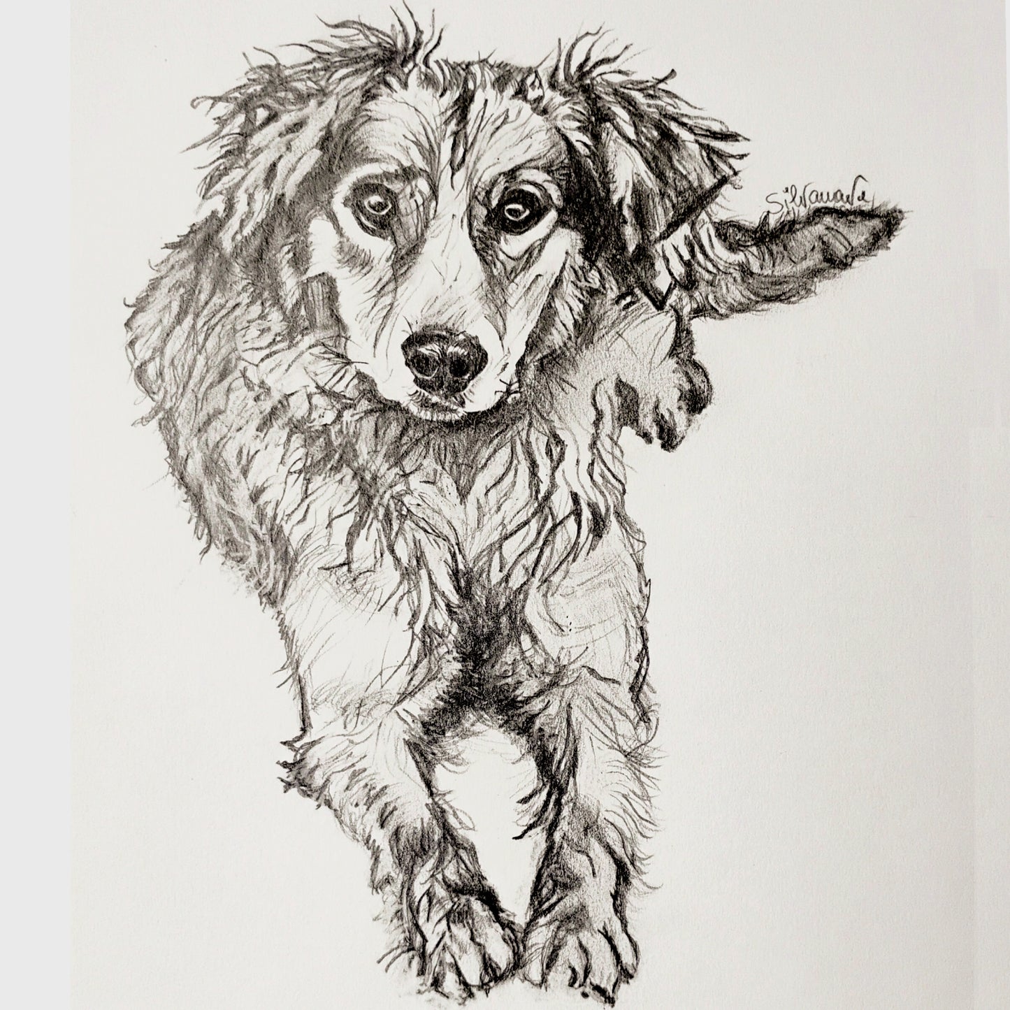 A detailed full-body graphite pencil drawing of a long-haired dog looking forward, hand-drawn by artist Silvana Varriale for Varsee Art.