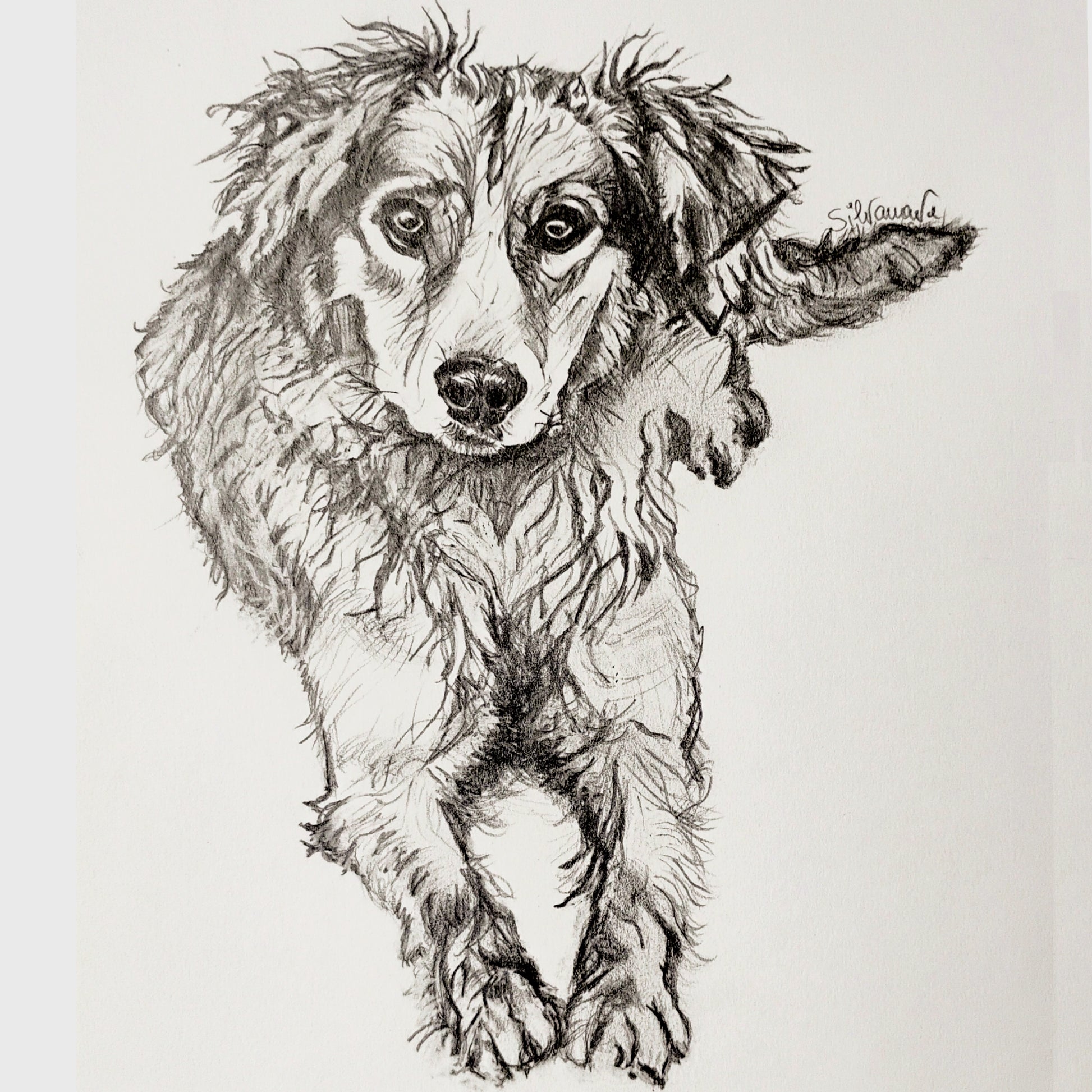 A detailed full-body graphite pencil drawing of a long-haired dog looking forward, hand-drawn by artist Silvana Varriale for Varsee Art.