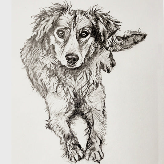 A detailed full-body graphite pencil drawing of a long-haired dog looking forward, hand-drawn by artist Silvana Varriale for Varsee Art.