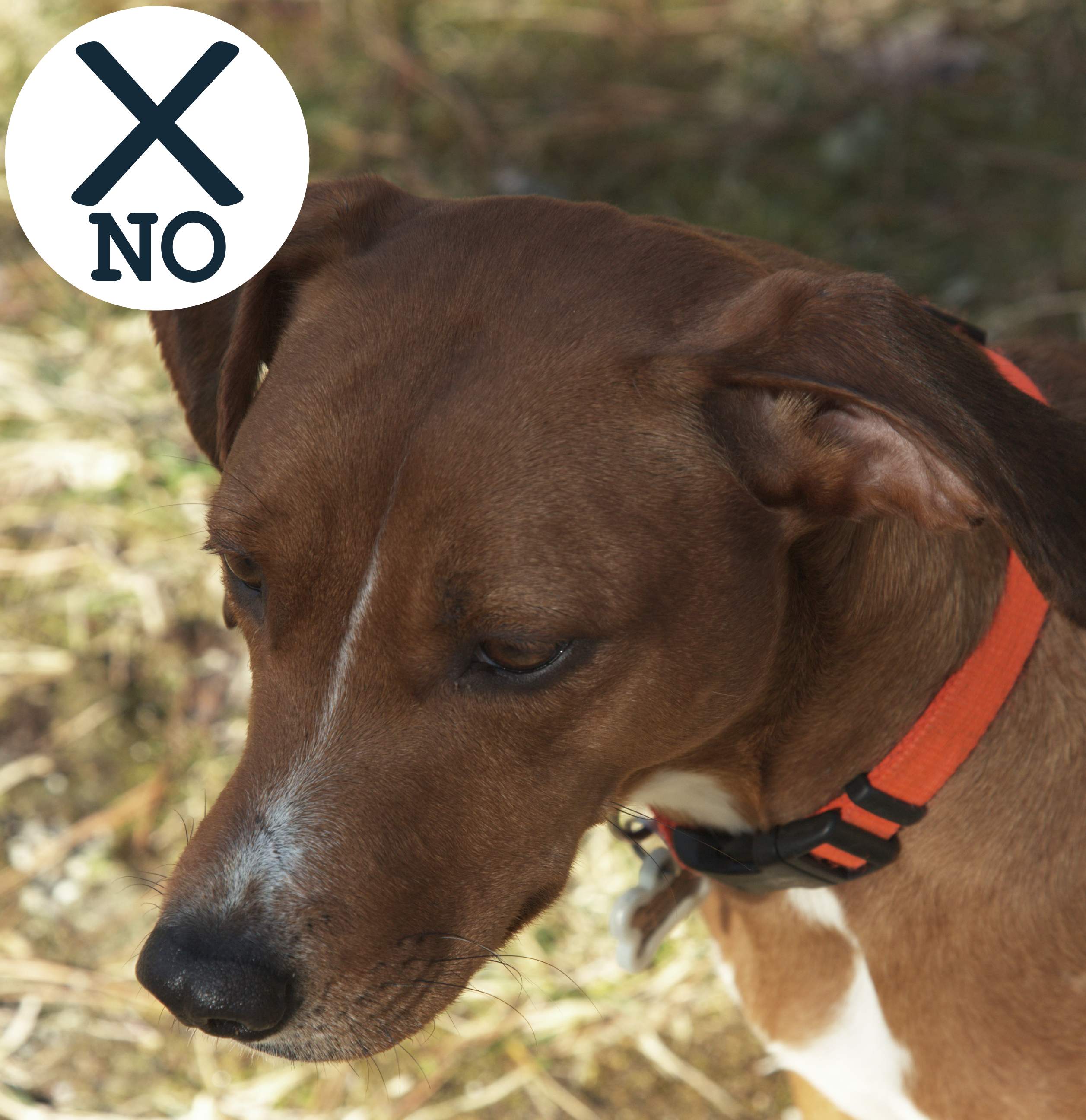 Example of poor eye visibility for pet portrait: dog photo taken from above, eye color and expression not visible.