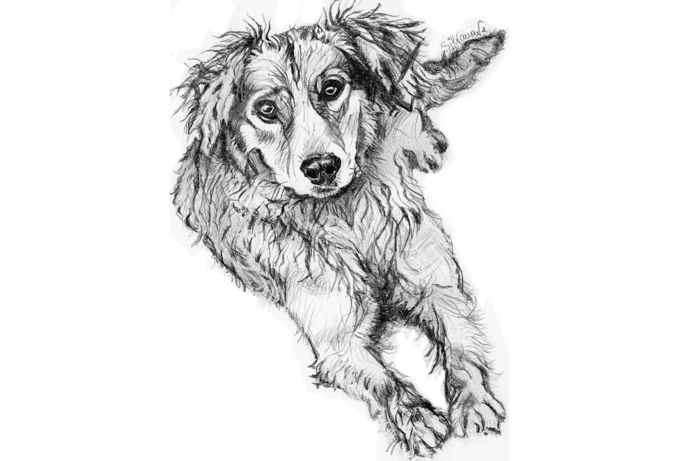 Full body graphite pencil portrait of a small golden retriever mix, realistic handmade pet portrait by artist Silvana Varriale of VARsee Art