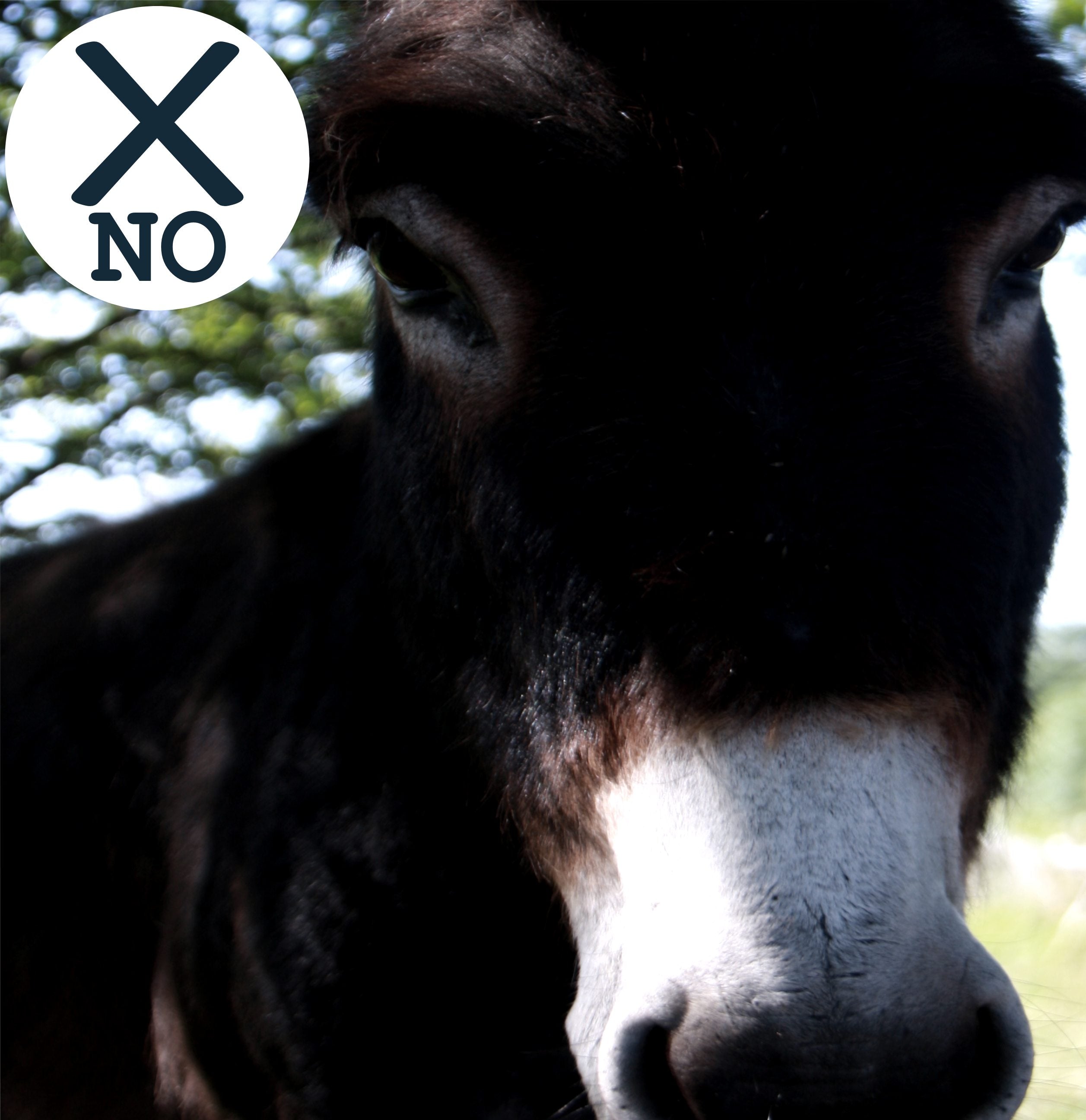 Example of poor lighting for pet portrait: photo of donkey face in full shadow, not well lit.