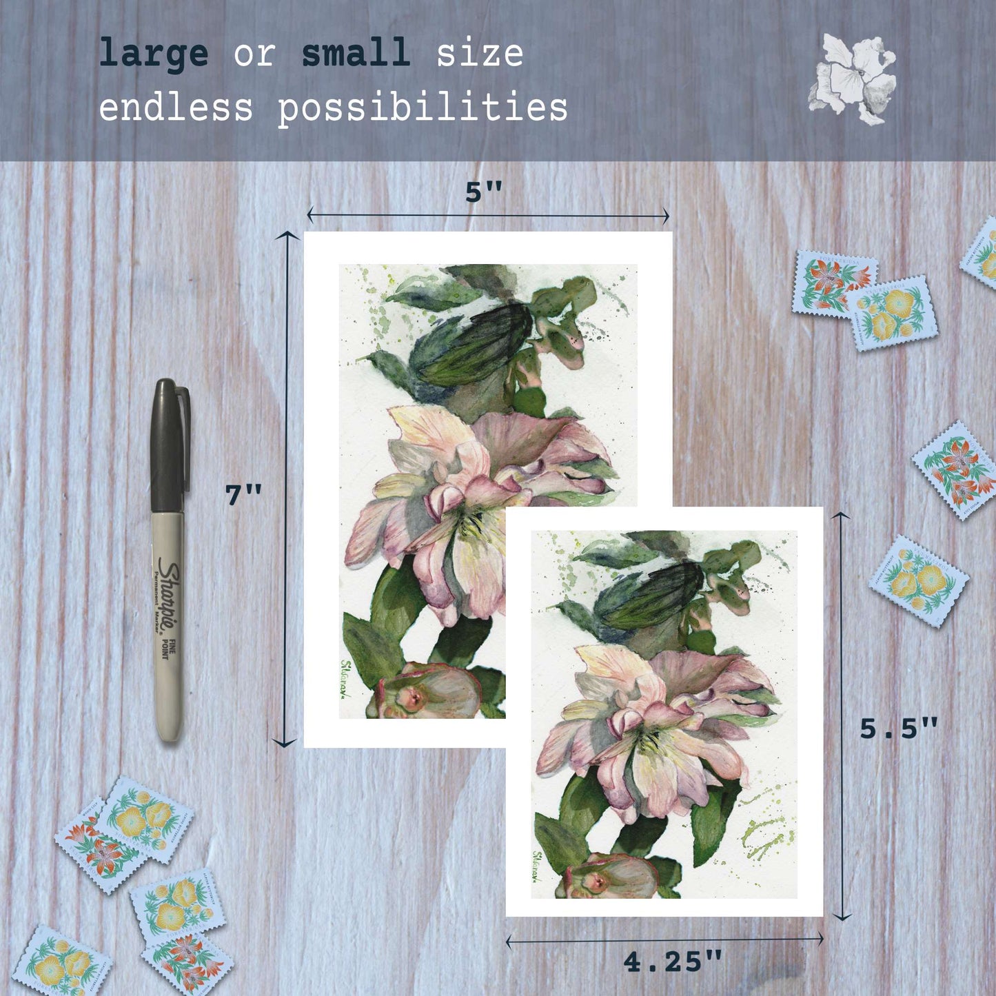 Hellebore watercolor greeting cards in small and large sizes with marker for scale.