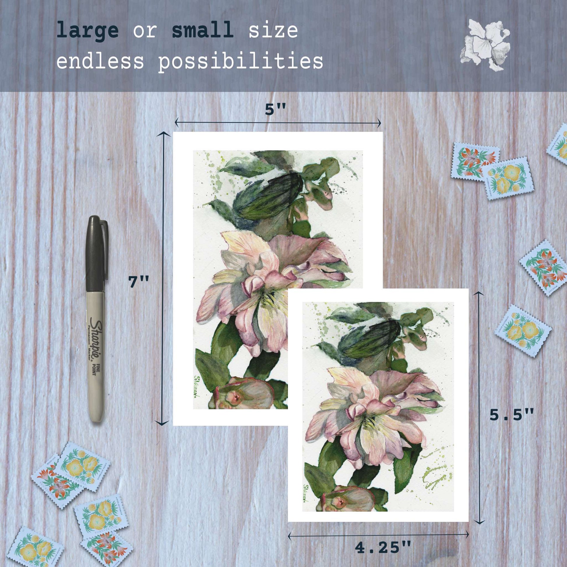 Hellebore watercolor greeting cards in small and large sizes with marker for scale.