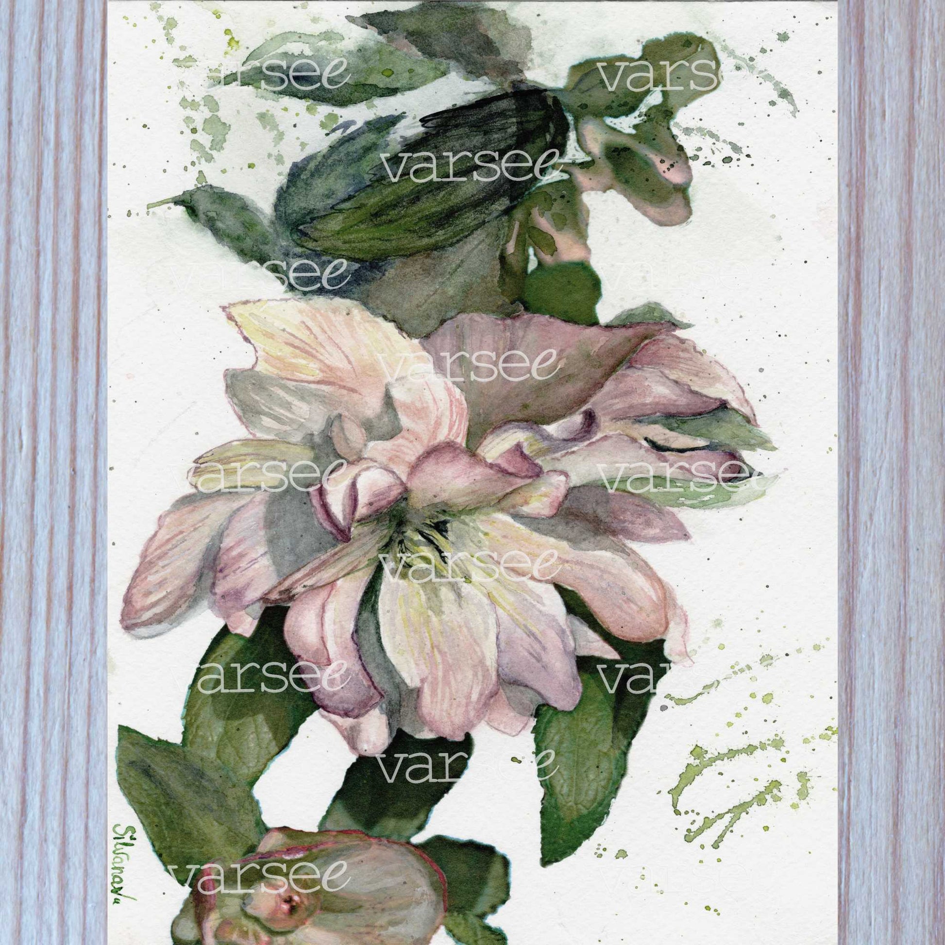 High-resolution scan of an original watercolor painting of an hellebore.
