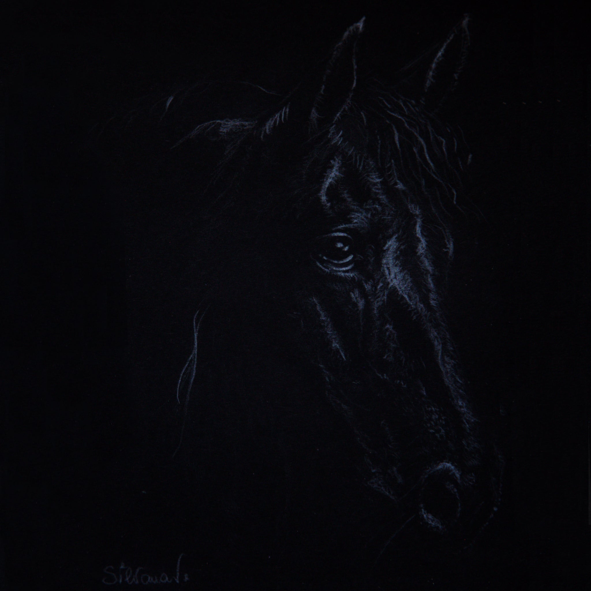White-pencil drawing of a dark horse's head on black paper, the face emerging from deep shadow with one eye catching the light. Pet portrait by Silvana Varriale, VARsee Art.