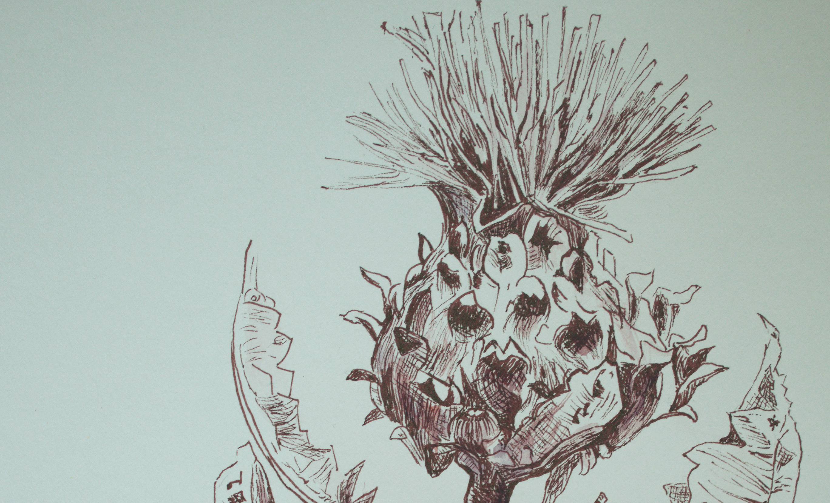 Close-up of an elegant and intricate cardoon flower drawn in brown ink pen with watercolor accents, from the VARsee Art 2026 wall art calendar.