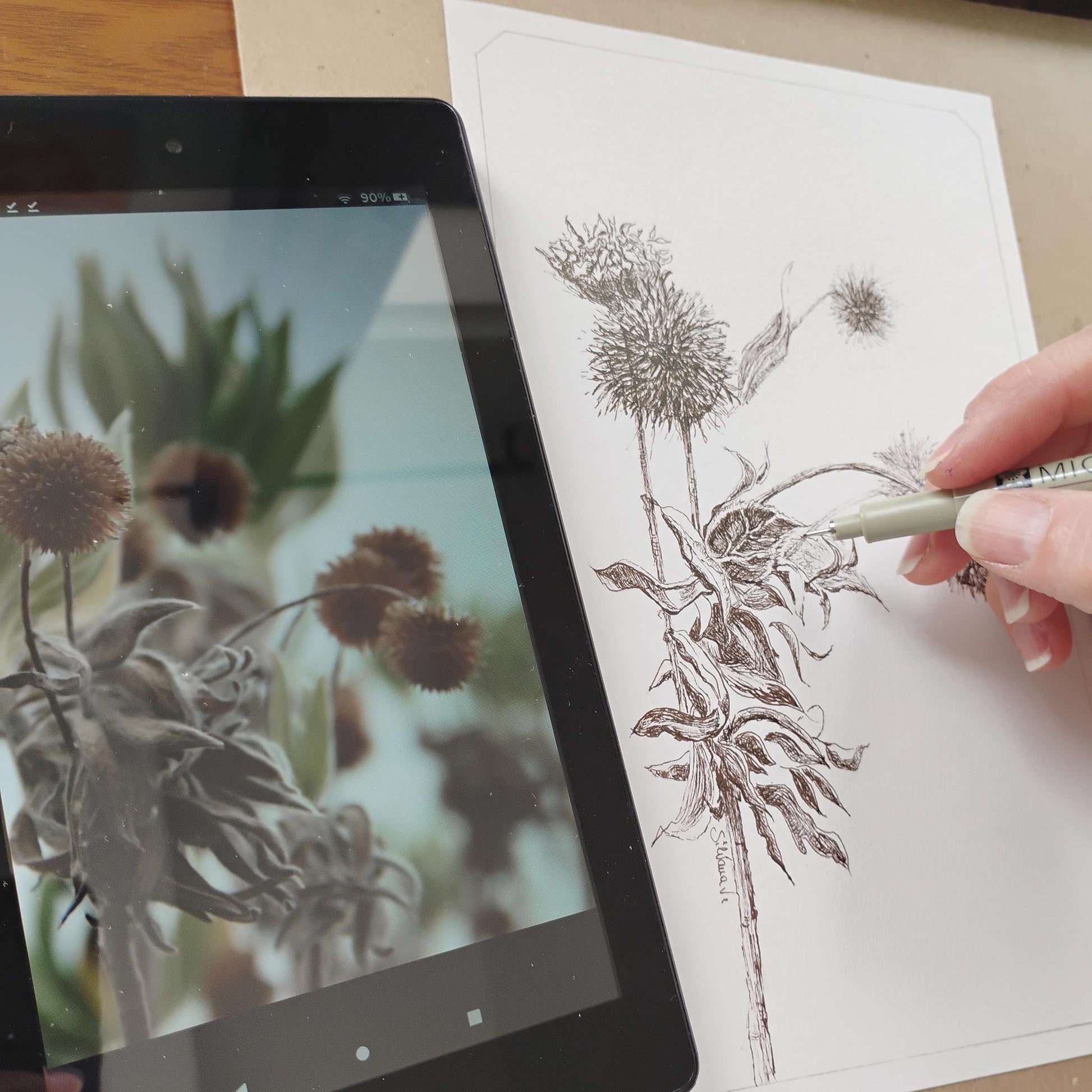 The artist draws echinhops plants with an ink pen on paper, using a tablet on the left displaying a similar reference image.