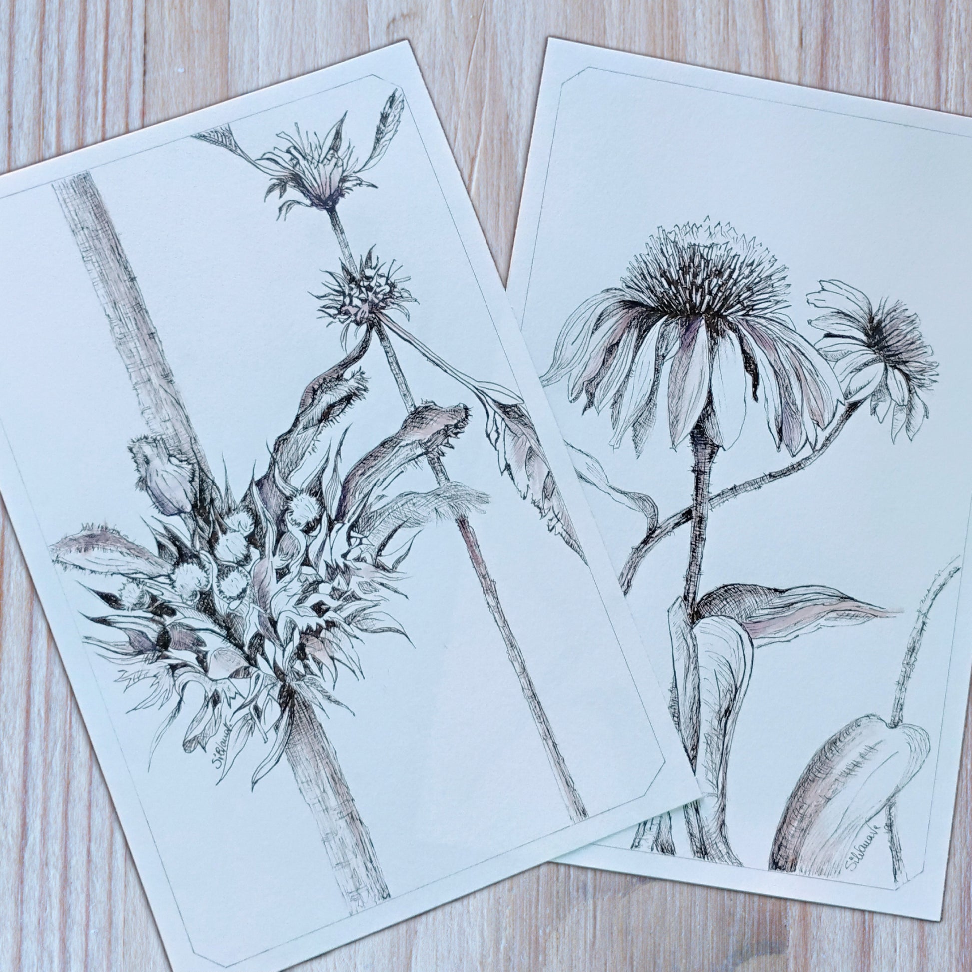 Botanical illustration of klip dagga and echinacea flowers prints from detailed ink pen drawings, arranged on a wooden table.