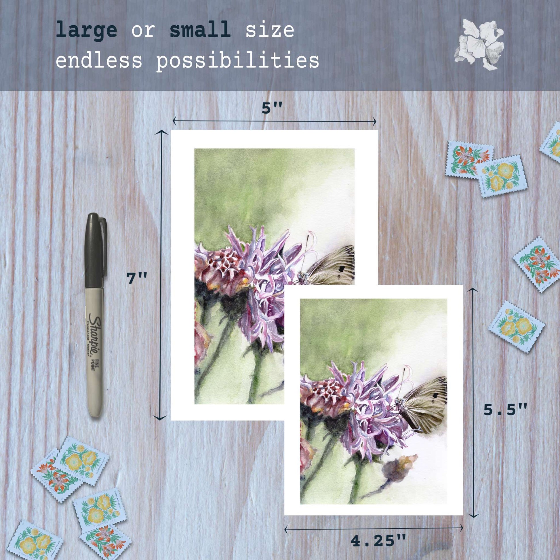 Knapweed watercolor greeting cards in small and large sizes with marker for scale.