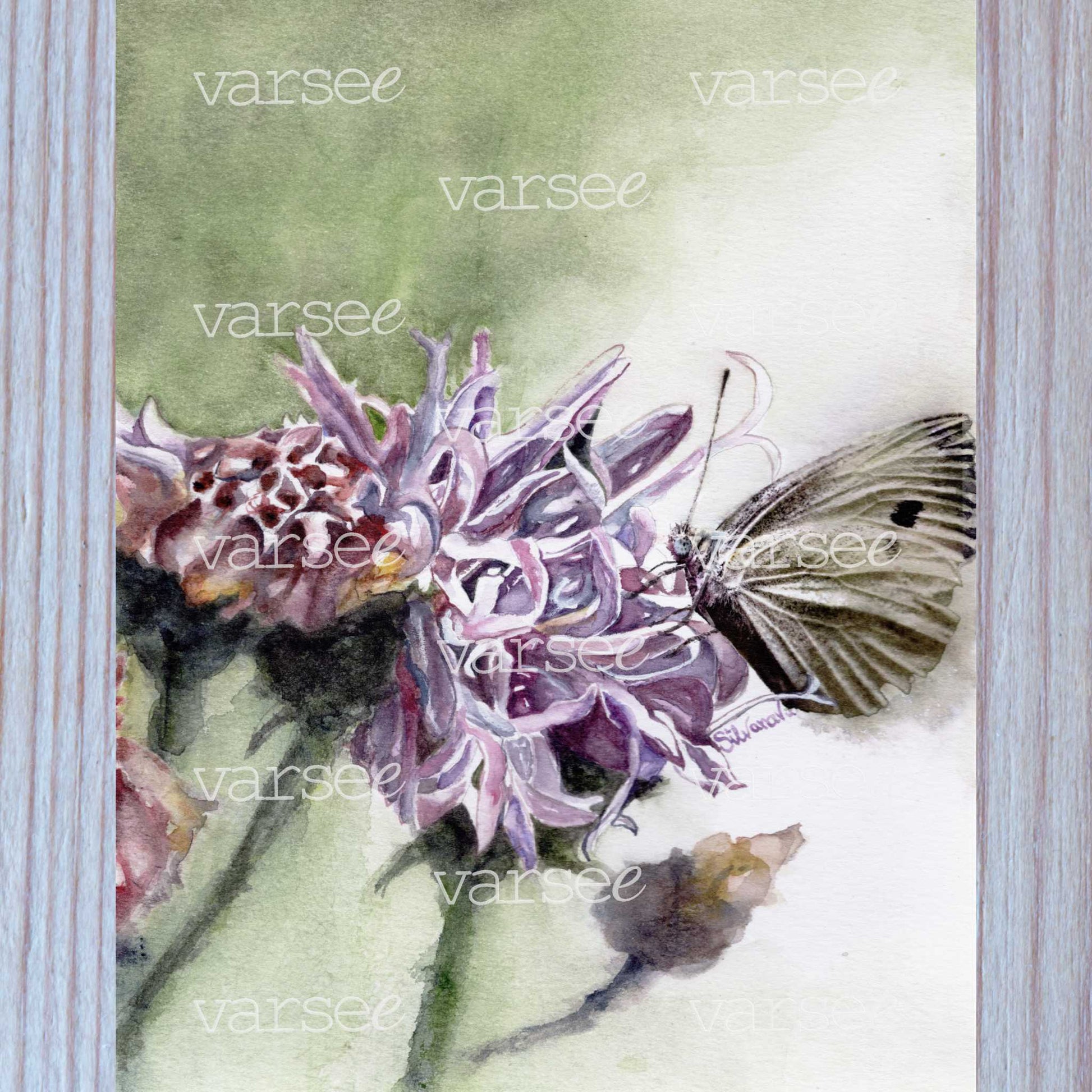 High-resolution scan of an original watercolor painting of a knapweed.