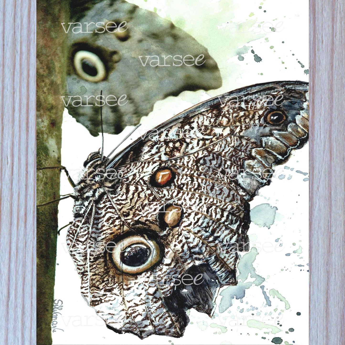 High-resolution scan of an original watercolor painting of an owl-eye butterfly.