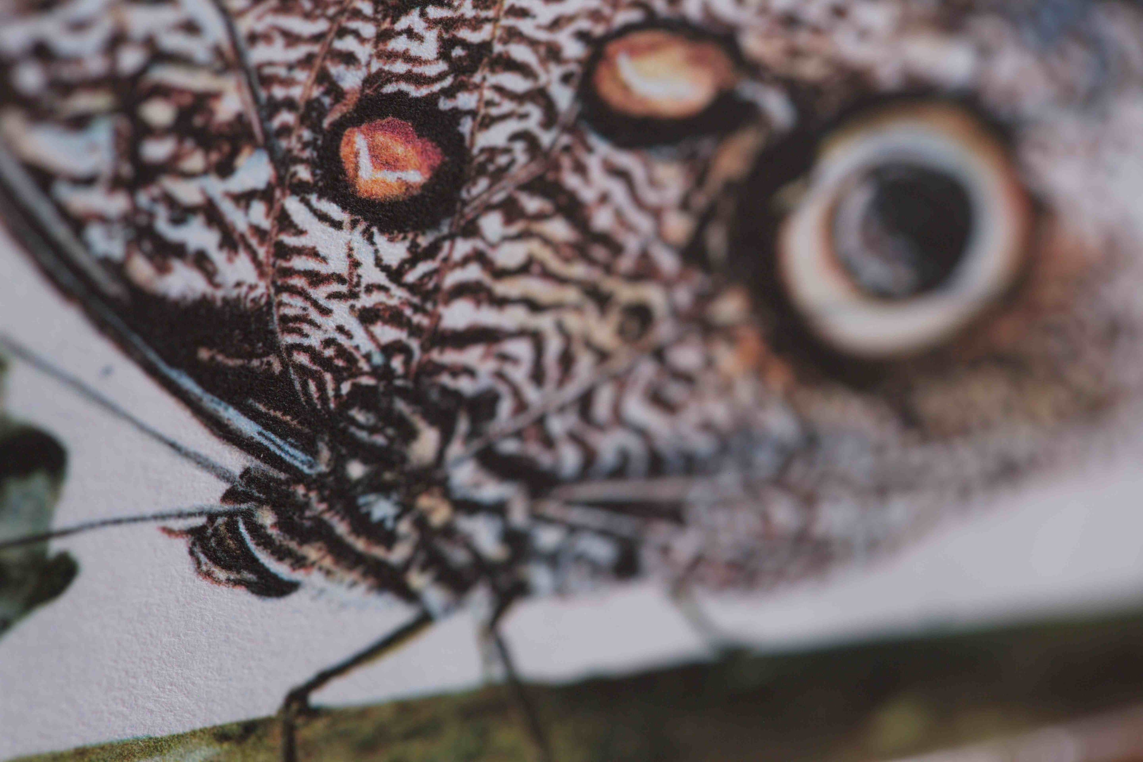 Close-up of owl eye butterfly watercolor painting, showing detailed wing patterns in original artwork.