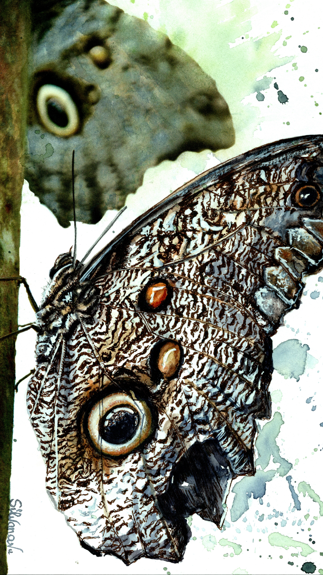 A hero image for the varsee newsletter popup featuring a vibrant original artwork of an owl eye butterfly by Silvana Varriale. The detailed butterfly is designed as a gift-phone wallscreen for subscribers, highlighting the transition from hand-painted art to digital gift.