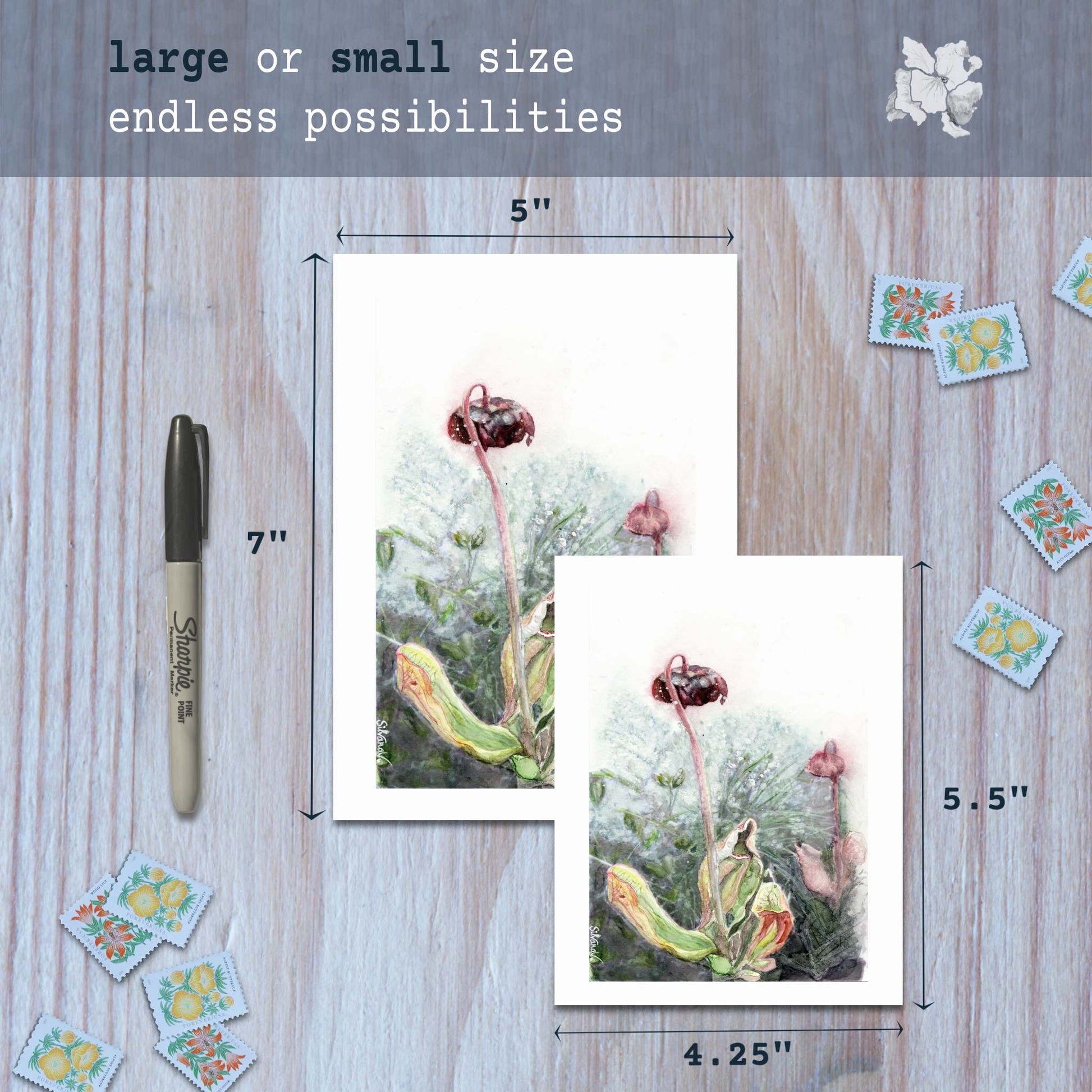Pitcher flower watercolor greeting cards in small and large sizes with marker for scale.