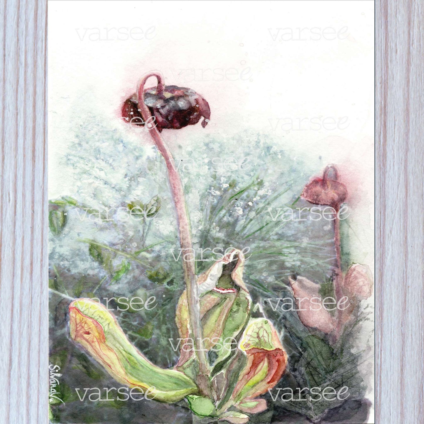 High-resolution scan of an original watercolor painting of a pitcher plant.