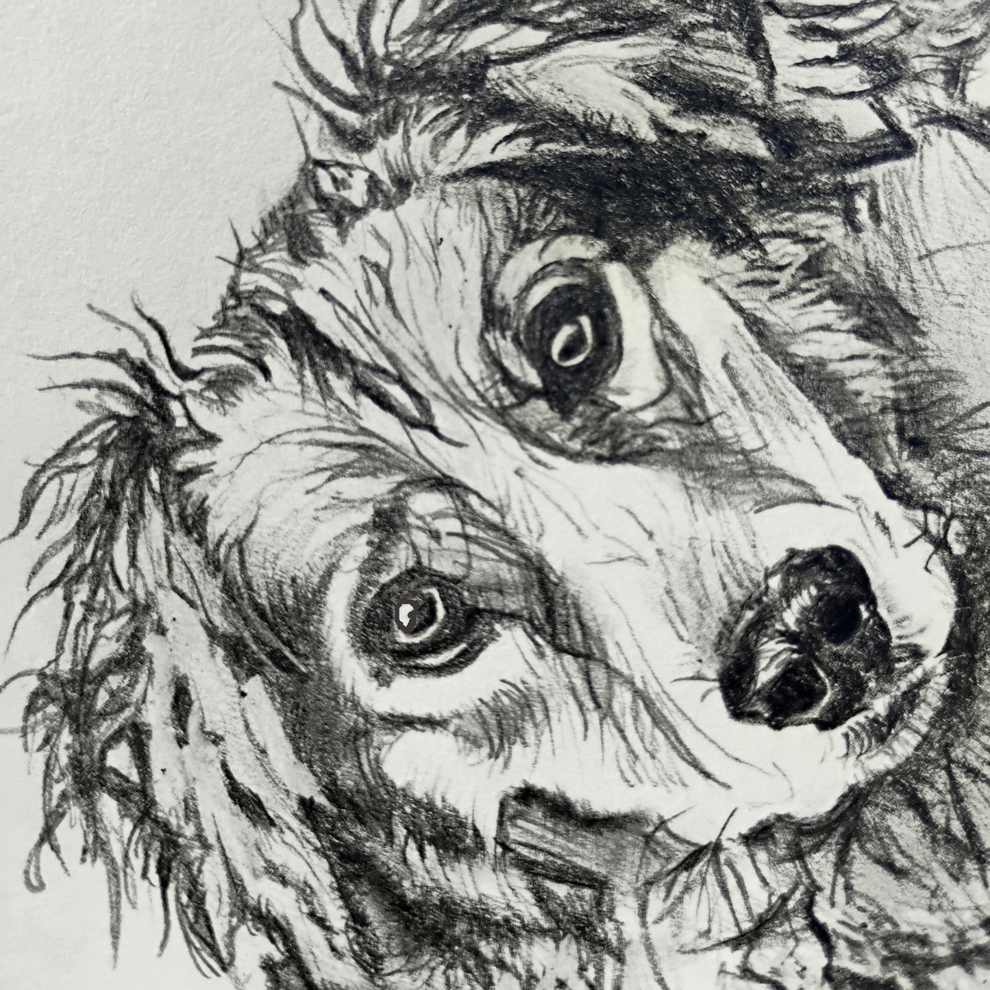 An extreme close-up of a dog's face in graphite, highlighting the realistic detail and soulful expression captured by Silvana Varriale.
