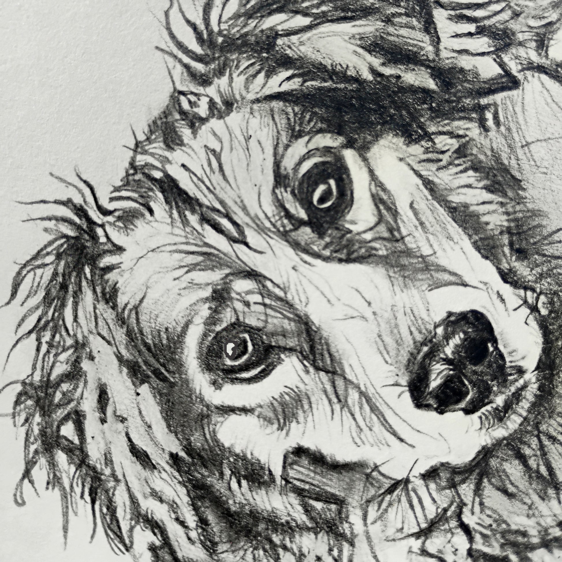 An extreme close-up of a dog's face in graphite, highlighting the realistic detail and soulful expression captured by Silvana Varriale.
