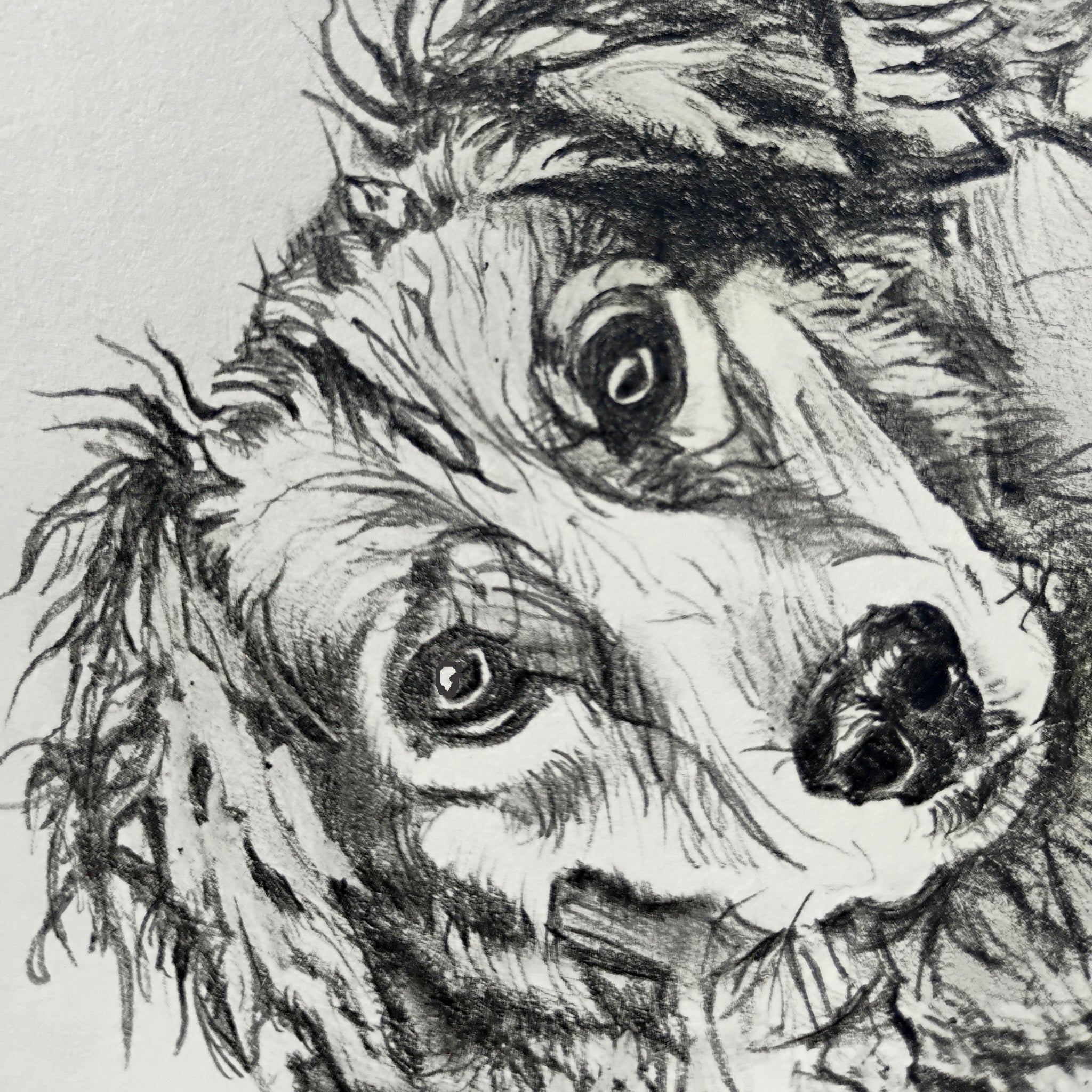 An extreme close-up of a dog's face in graphite, highlighting the realistic detail and soulful expression captured by Silvana Varriale.