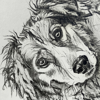 An extreme close-up of a dog's face in graphite, highlighting the realistic detail and soulful expression captured by Silvana Varriale.