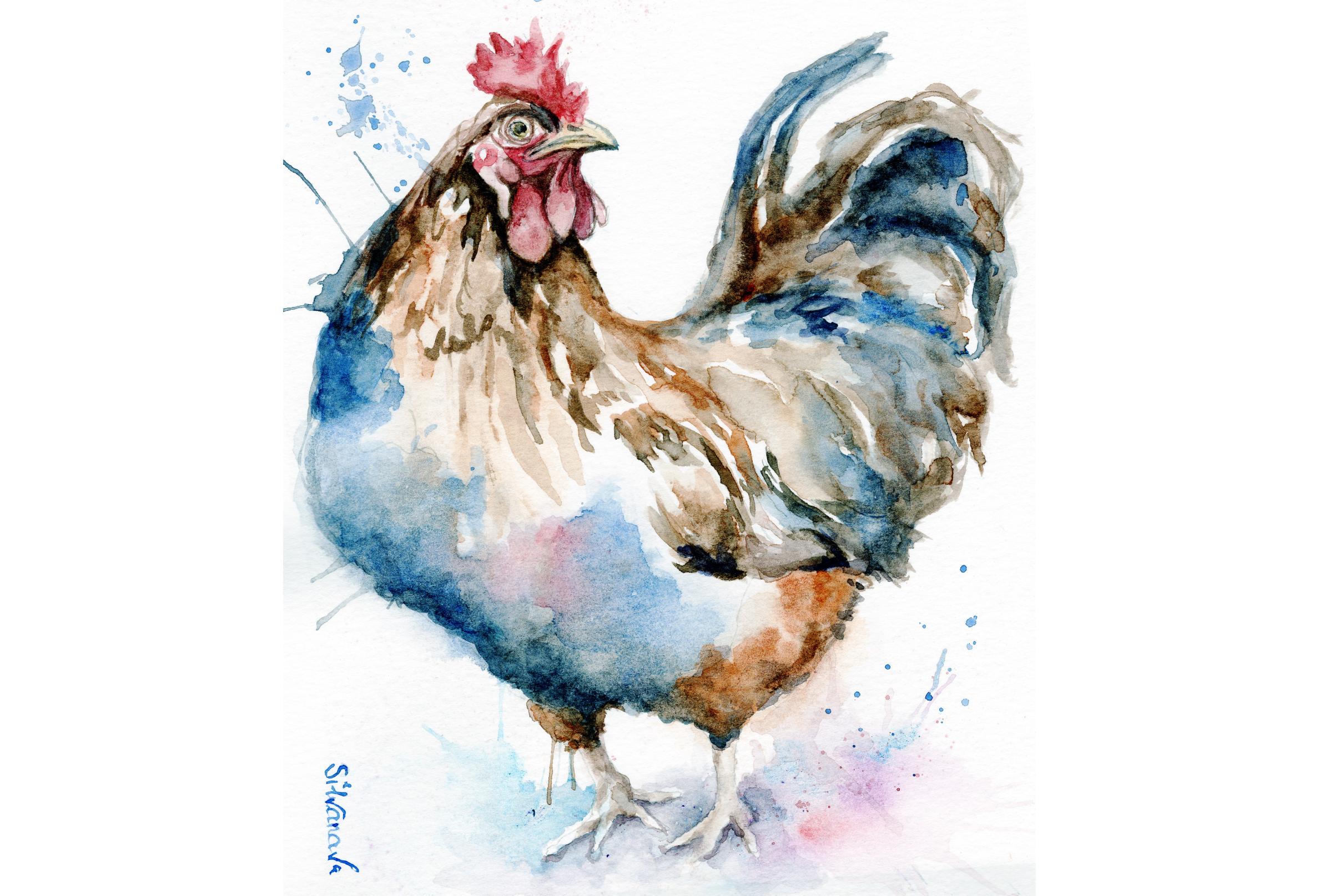 Full body watercolor portrait of a rooster, vibrant and realistic handmade animal portrait by artist Silvana Varriale of VARsee Art