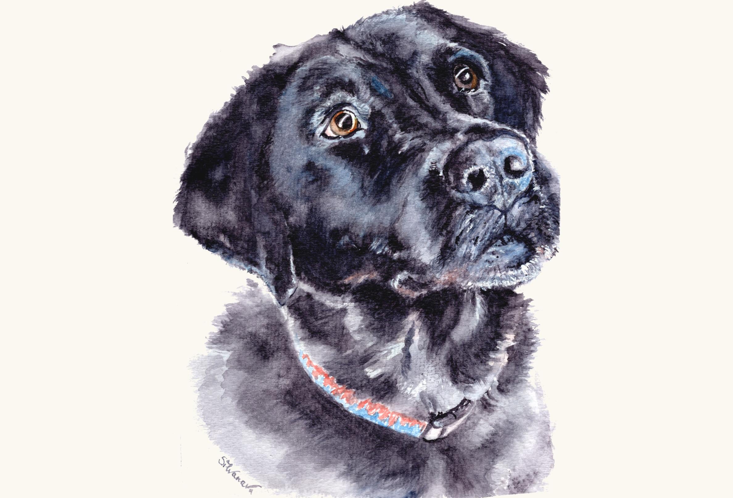 Watercolor portrait of Sadie, a black Labrador Retriever, realistic handmade pet portrait by artist Silvana Varriale of VARsee Art