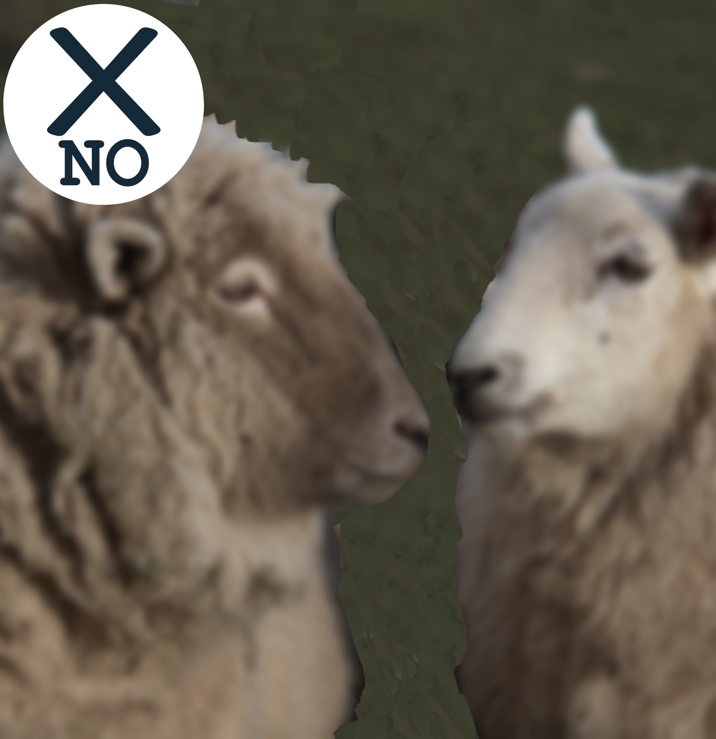 Example of poor focus for pet portrait: two sheep facing each other, out of focus.