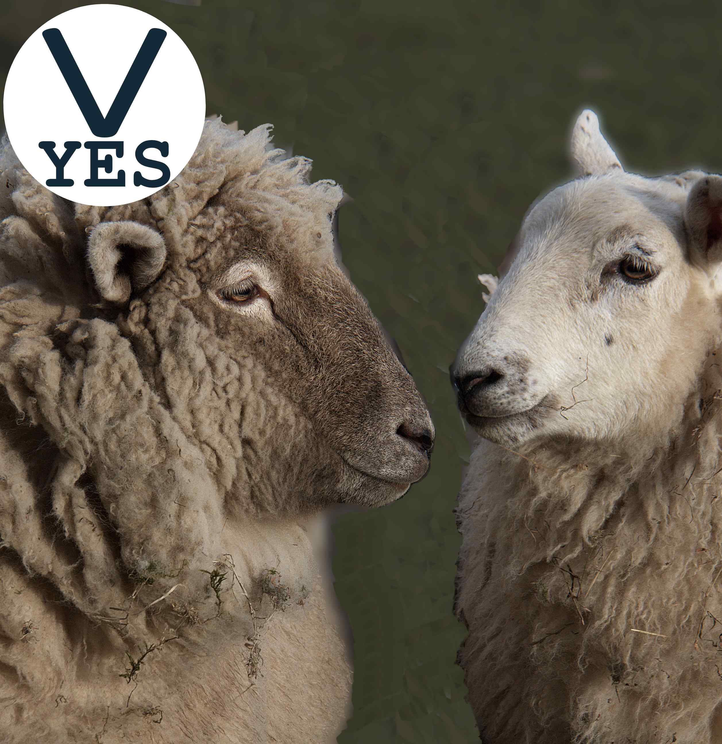 Example of proper focus for pet portrait: two sheep facing each other, in clear focus.