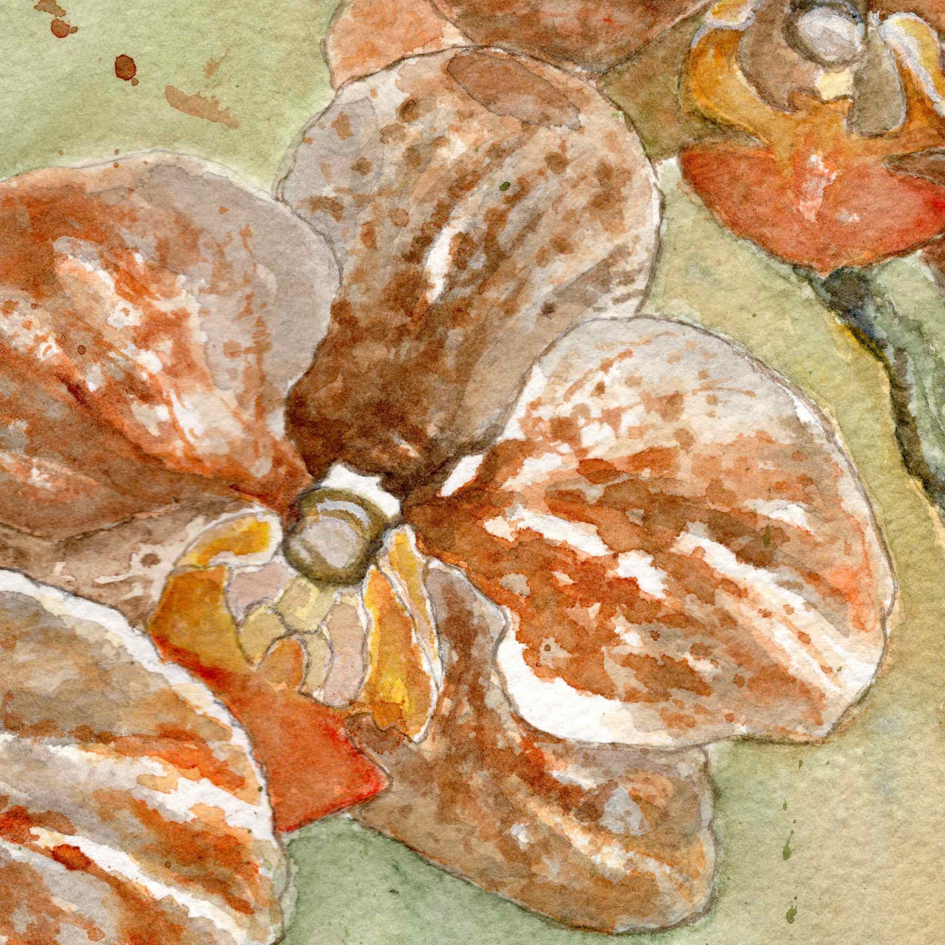 Close-up of the central orange orchid in the original watercolor painting The Three Sisters, showing fine brushwork and pigment detail on rough cotton paper, by artist Silvana Varriale of VARsee Art.