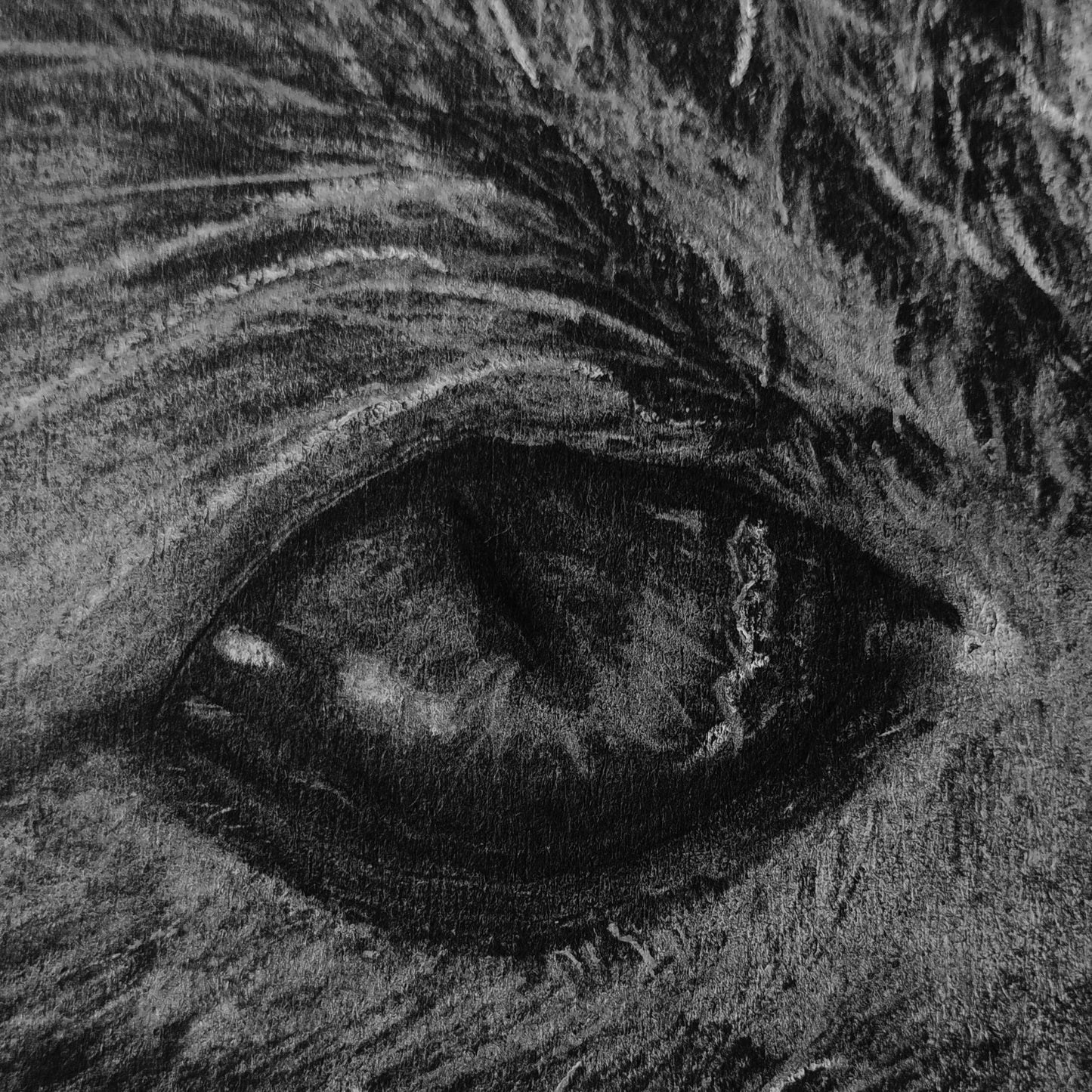 A macro detail shot of a cat's eye from a Silvana Varriale original artwork. The drawing showcases intricate reflections within the pupil and fine, needle-thin fur highlights meticulously rendered with white pencil to create a lifelike, glassy depth.