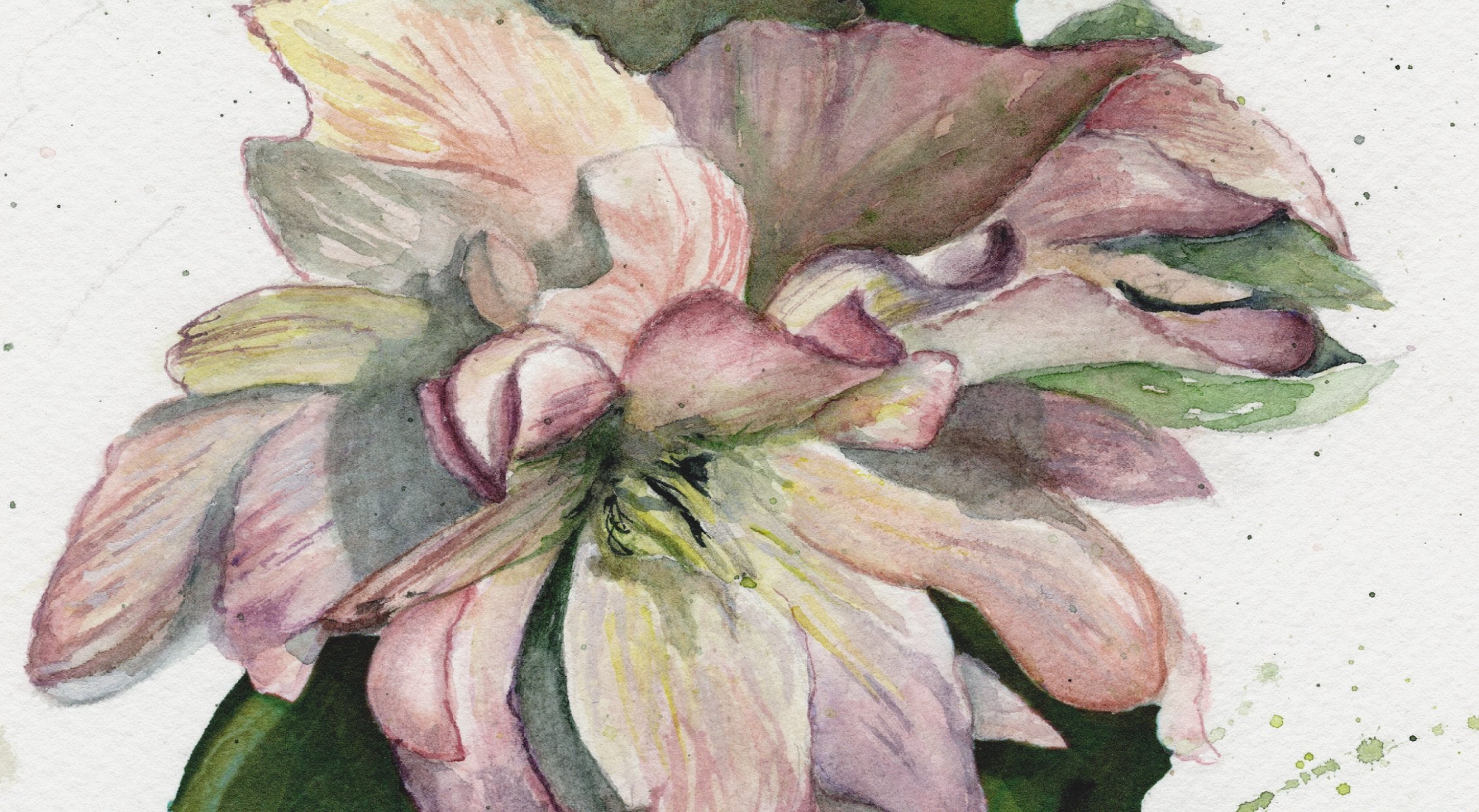 Close-up of a vibrant hellebore bloom painted in watercolor, with watercolor splashes on a white background.