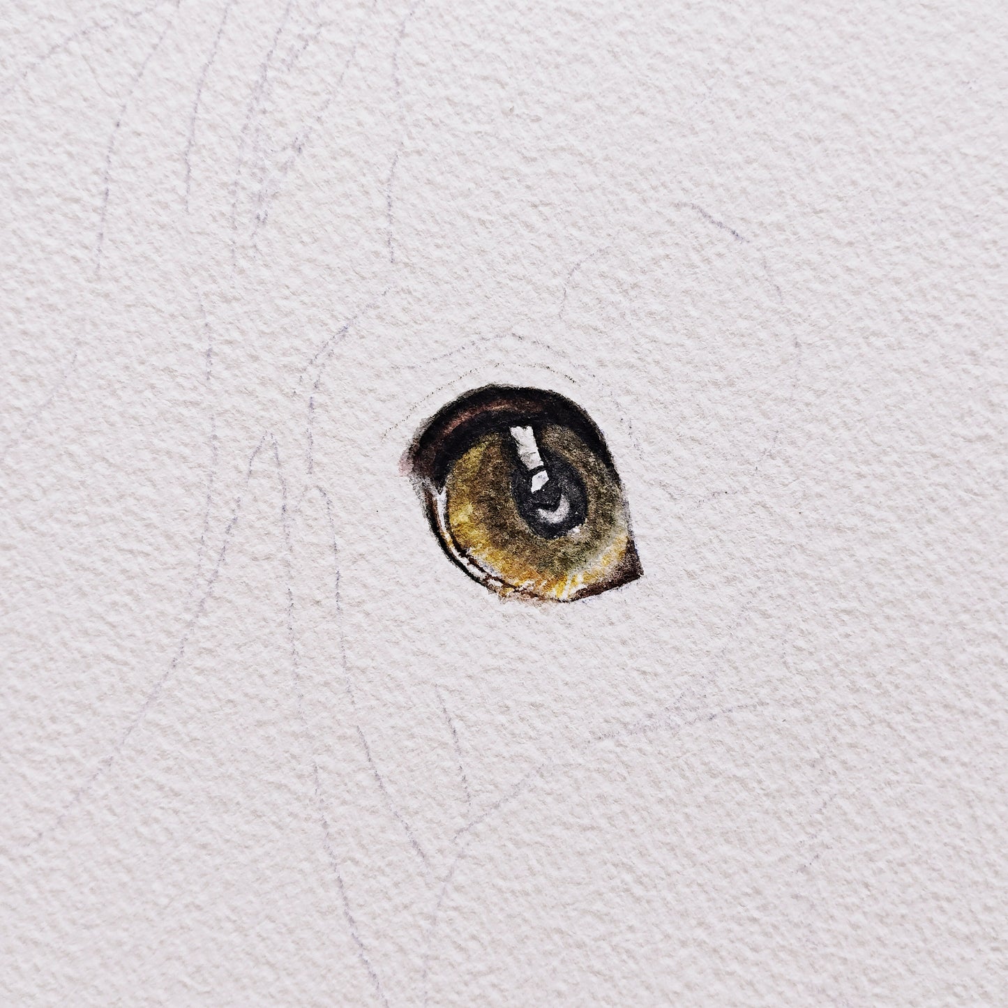 A work-in-progress shot of an original artwork by Silvana Varriale for varsee. A single, highly detailed watercolor eye of a dog is shown in isolation, surrounded by light pencil outlines, illustrating the precision required in the early stages of a commission.