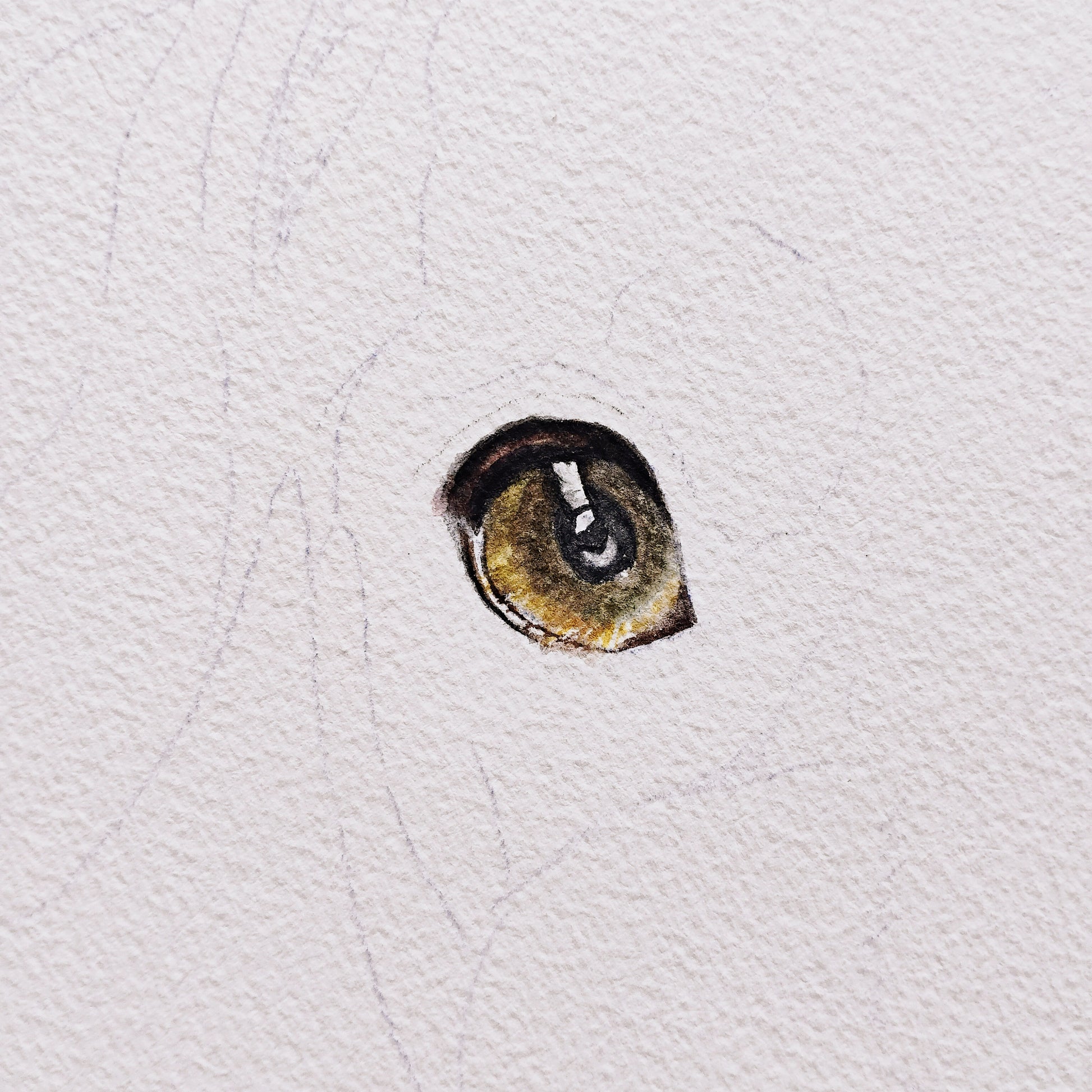 A work-in-progress shot of an original artwork by Silvana Varriale for varsee. A single, highly detailed watercolor eye of a dog is shown in isolation, surrounded by light pencil outlines, illustrating the precision required in the early stages of a commission.