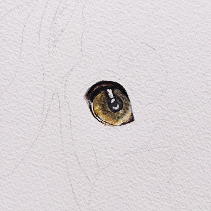 A work-in-progress shot of an original artwork by Silvana Varriale for varsee. A single, highly detailed watercolor eye of a dog is shown in isolation, surrounded by light pencil outlines, illustrating the precision required in the early stages of a commission.