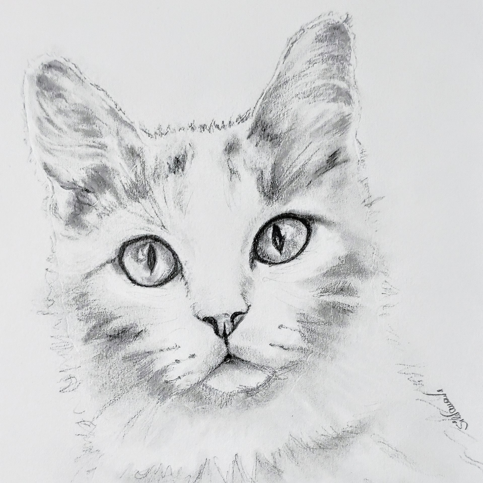 Close-up graphite pencil portrait of a cat, realistic handmade pet portrait by artist Silvana Varriale of VARsee Art.