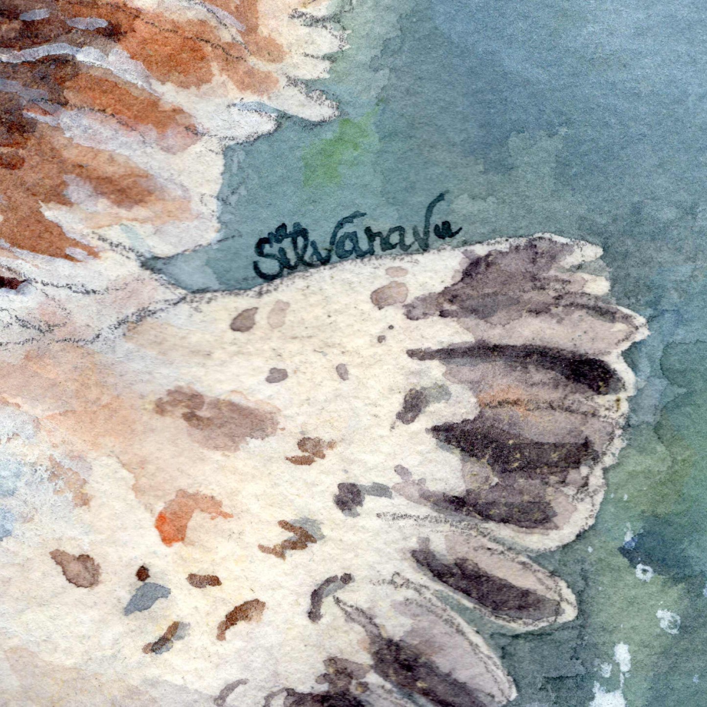 Detail of the seagull's wing from the original watercolor painting Wingspan Airlines, with the artist's signature integrated along the feathers, by Silvana Varriale of VARsee Art.
